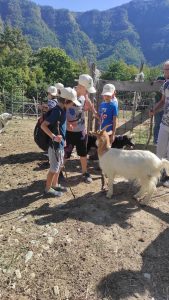 Niños con gorros blancos interactúan con una cabra blanca y perros cerca de una valla, con montañas al fondo.
