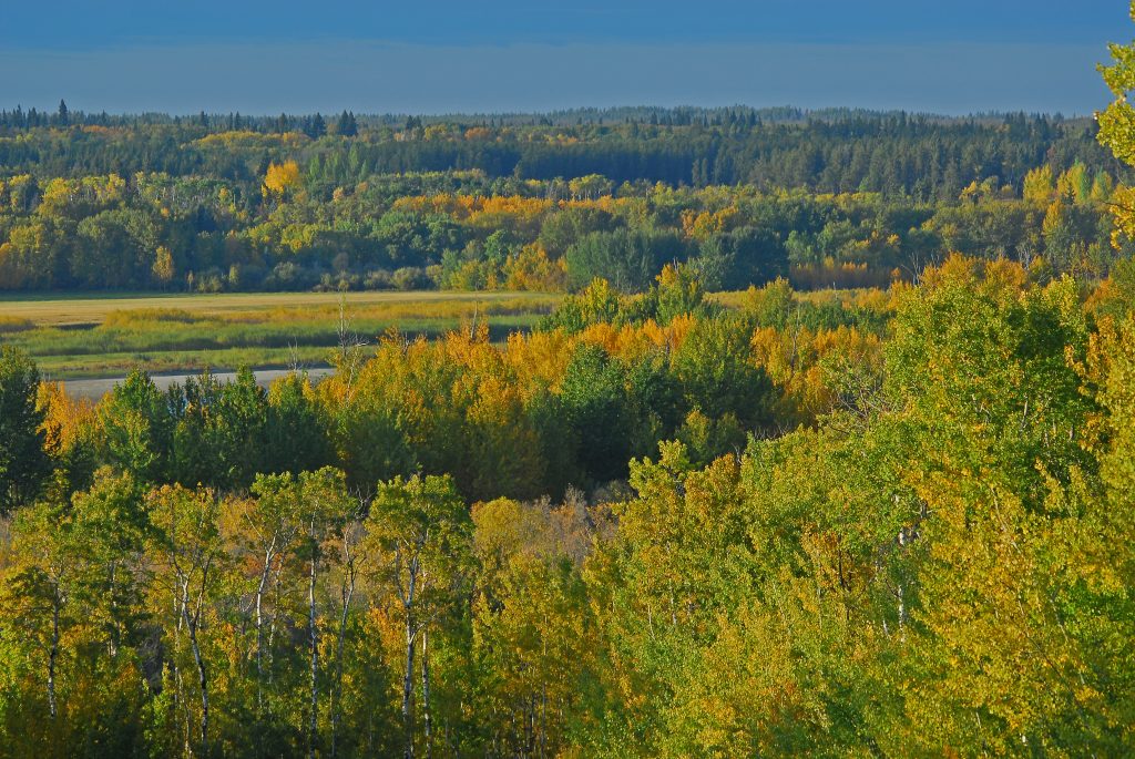 Bosque boreal mixto en otoño. Arboles latifoliados con hojas verdes y amarillas 