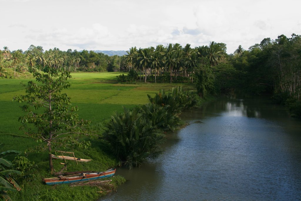A wooden boat on some grass under a tree next to a river. Forest throughout background.